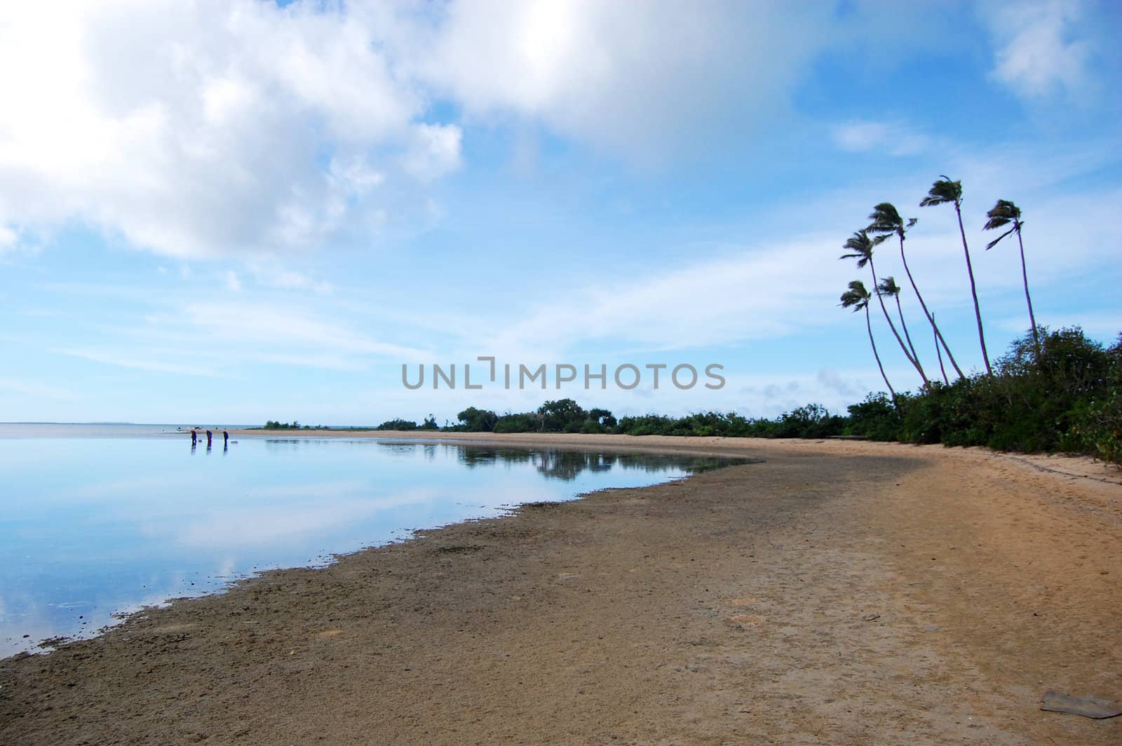 Sandy beach with palms by danemo