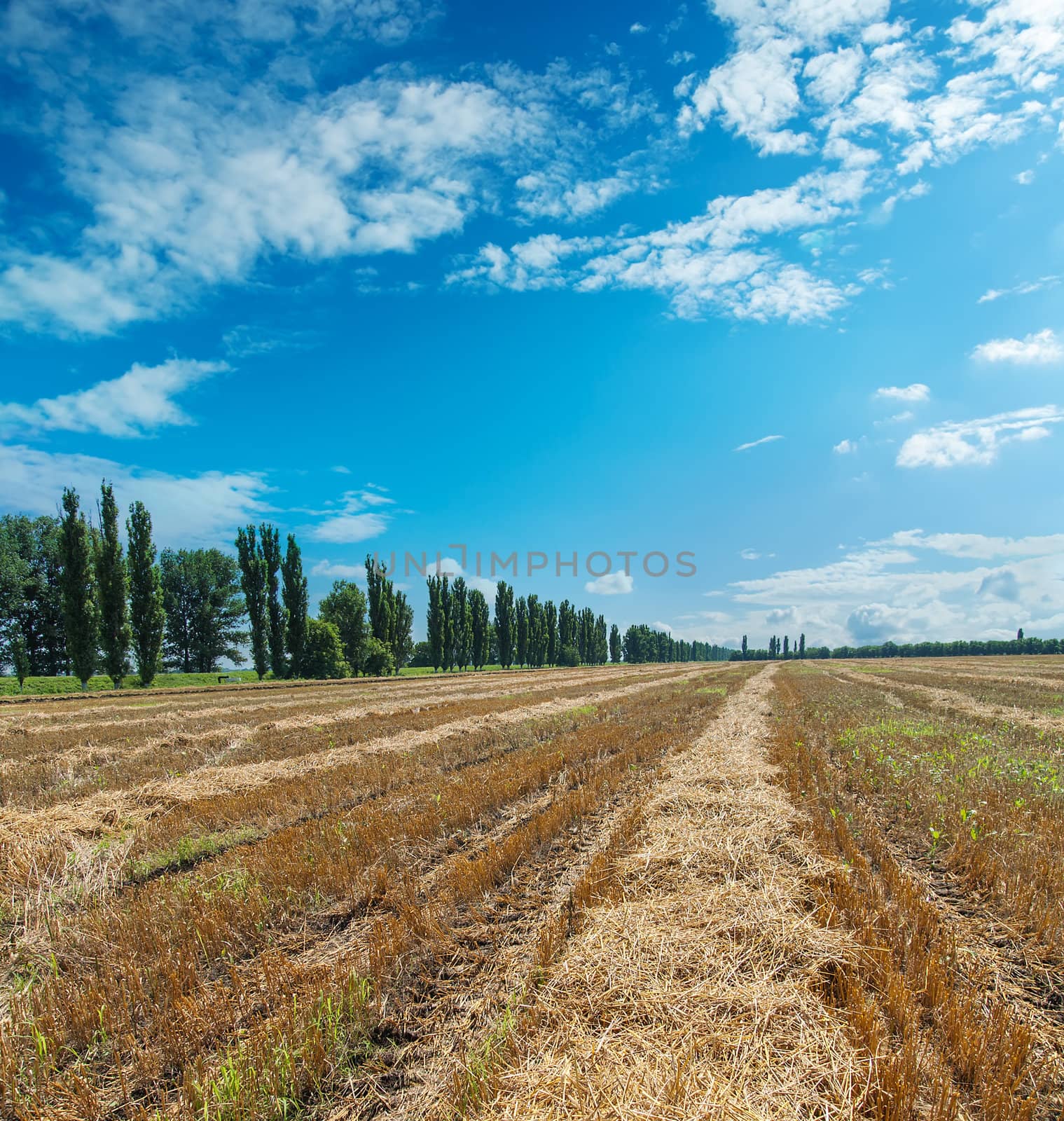 collected harvest in windrows under cloudy sky by mycola