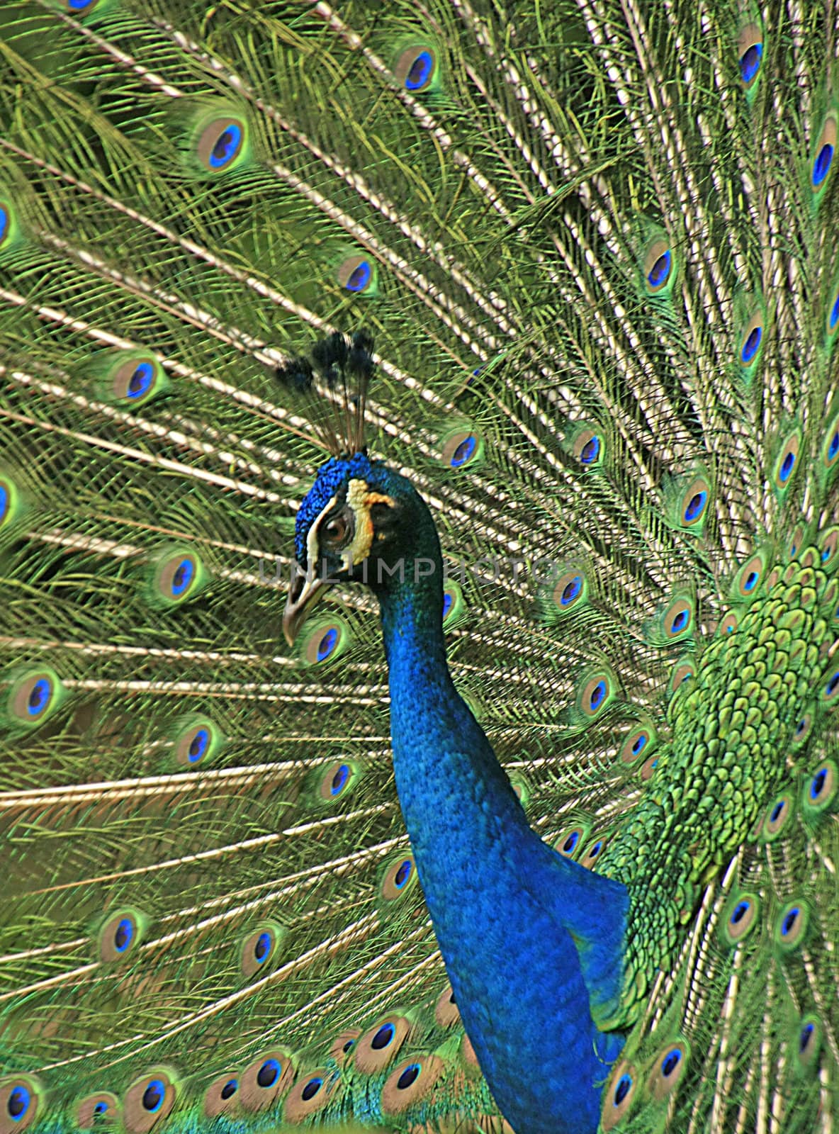 Portrait of male Indian Peafowl (Pavo cristatus) by donya_nedomam