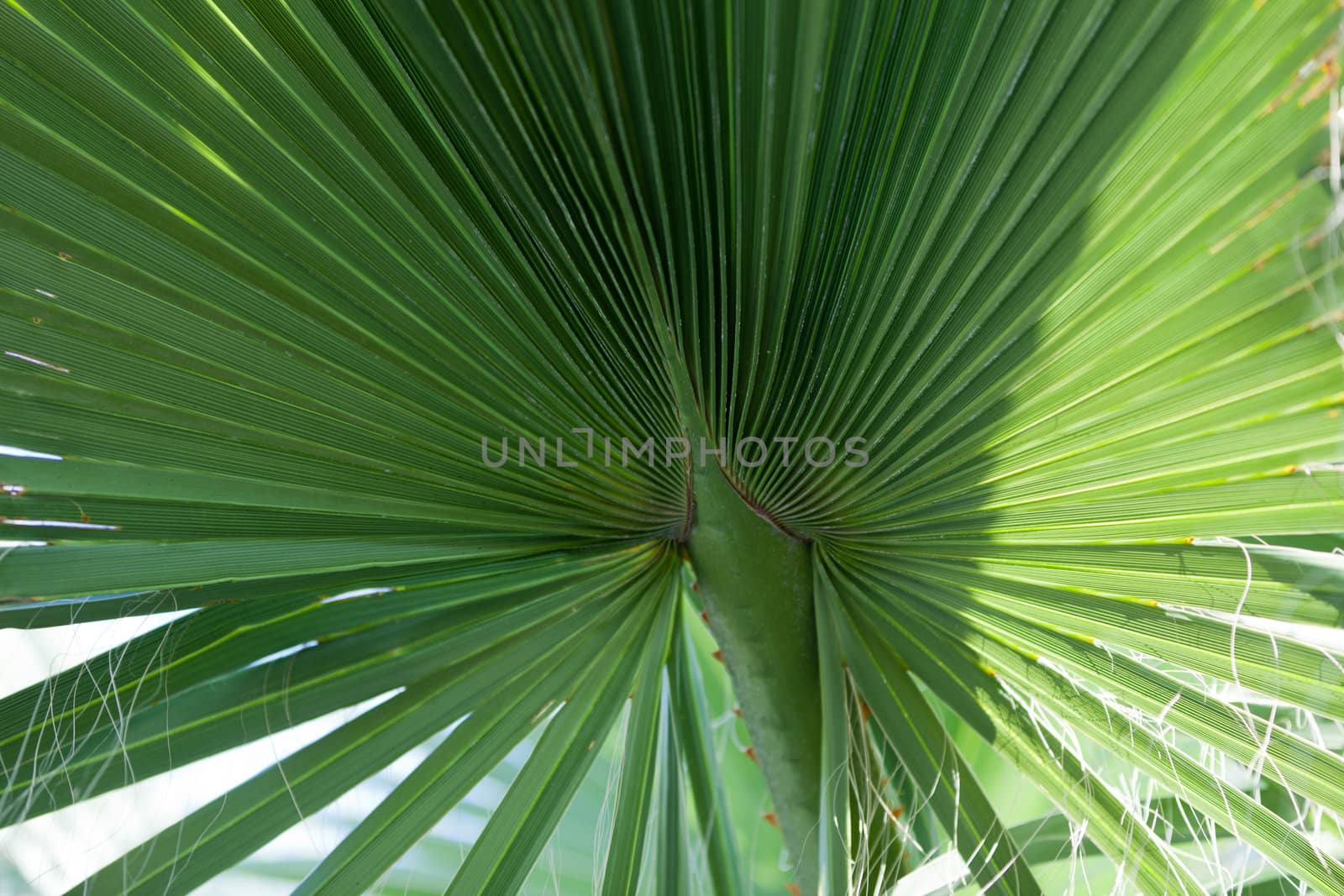the close-up of the green palm leaf