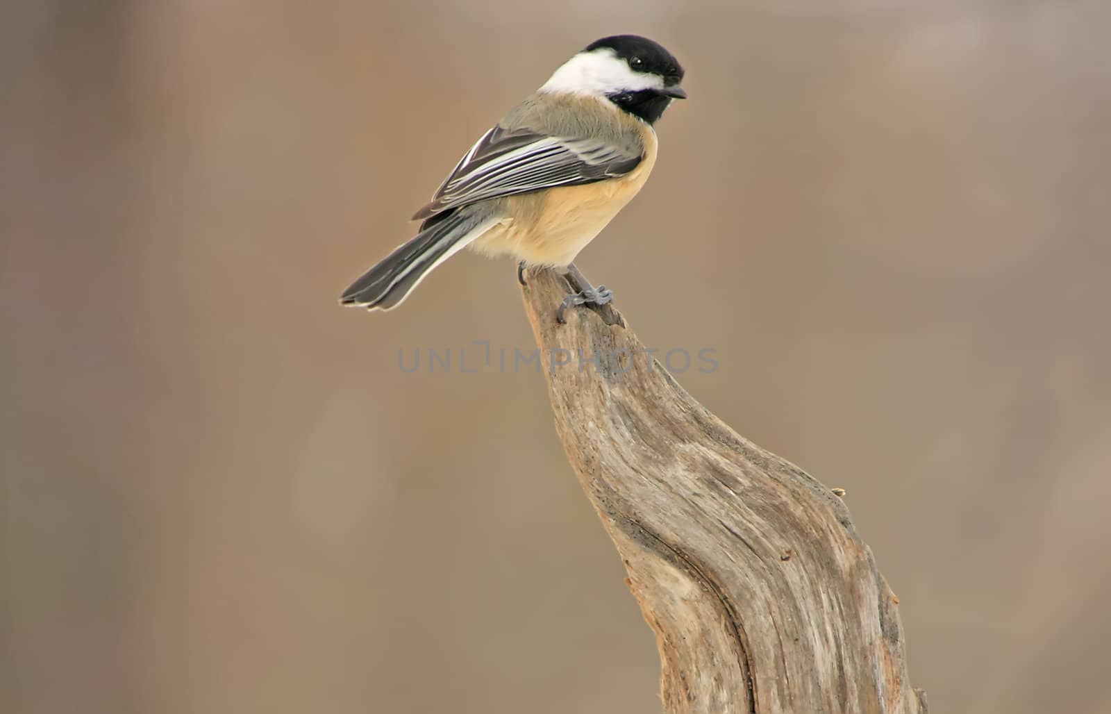 Black-capped Chickadee (Poecile atricapillus)