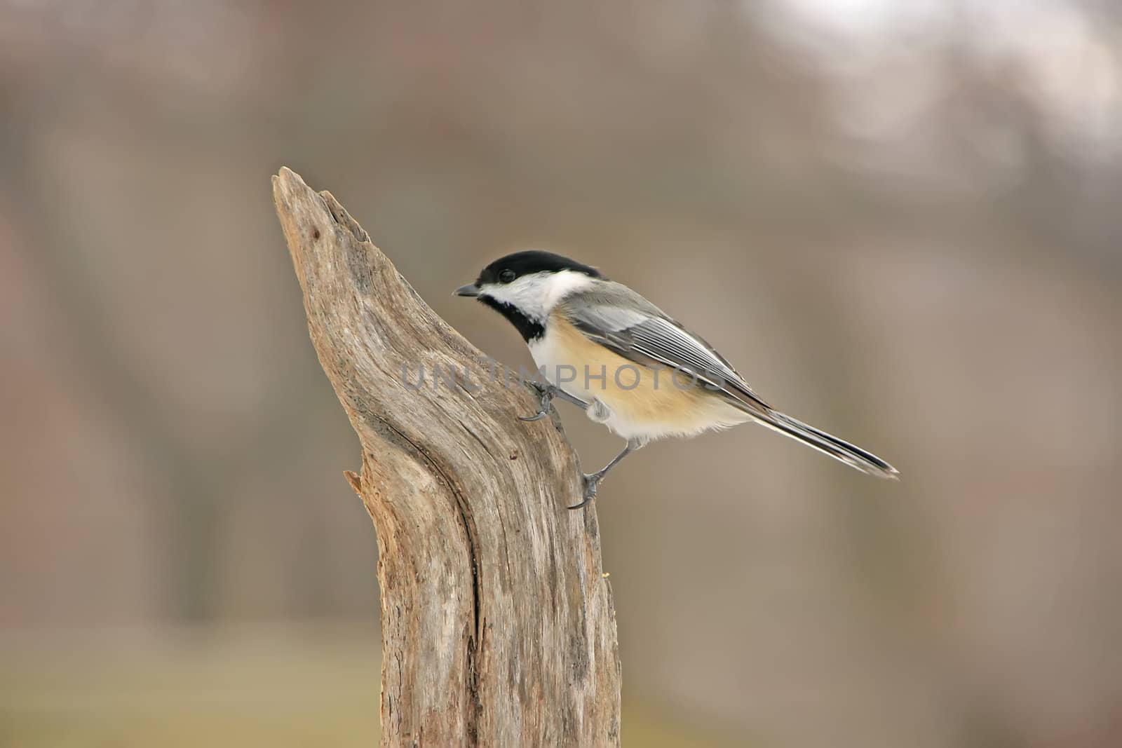 Black-capped Chickadee (Poecile atricapillus)