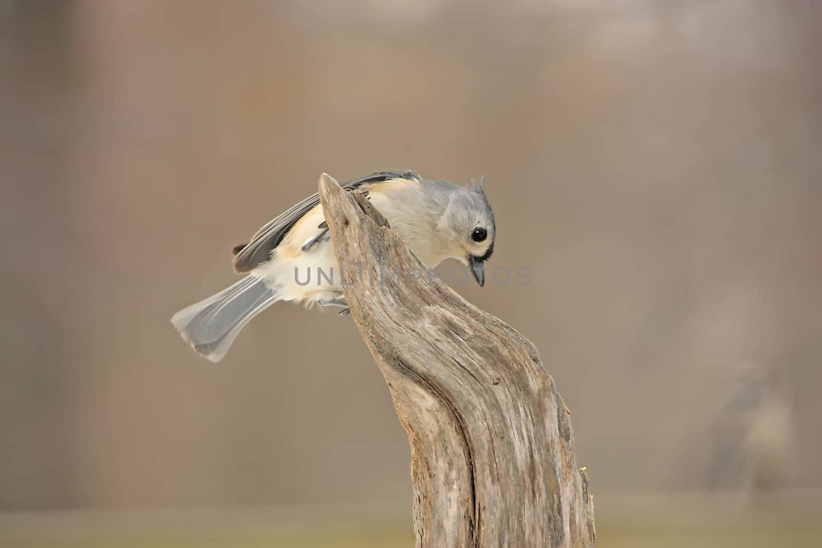 Tufted Titmouse (Baeolophus bicolor)