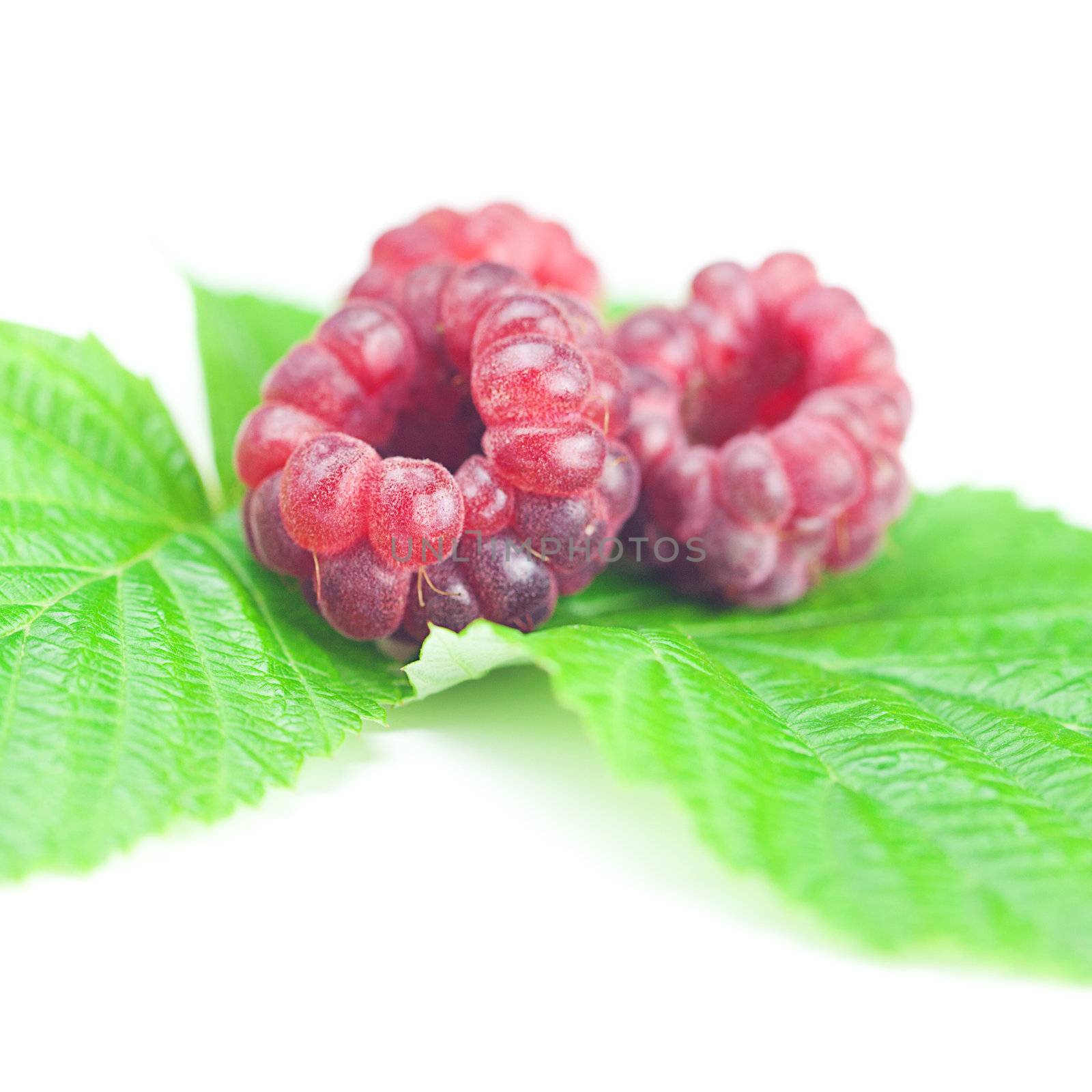 Raspberries and green leaves on white background by jannyjus