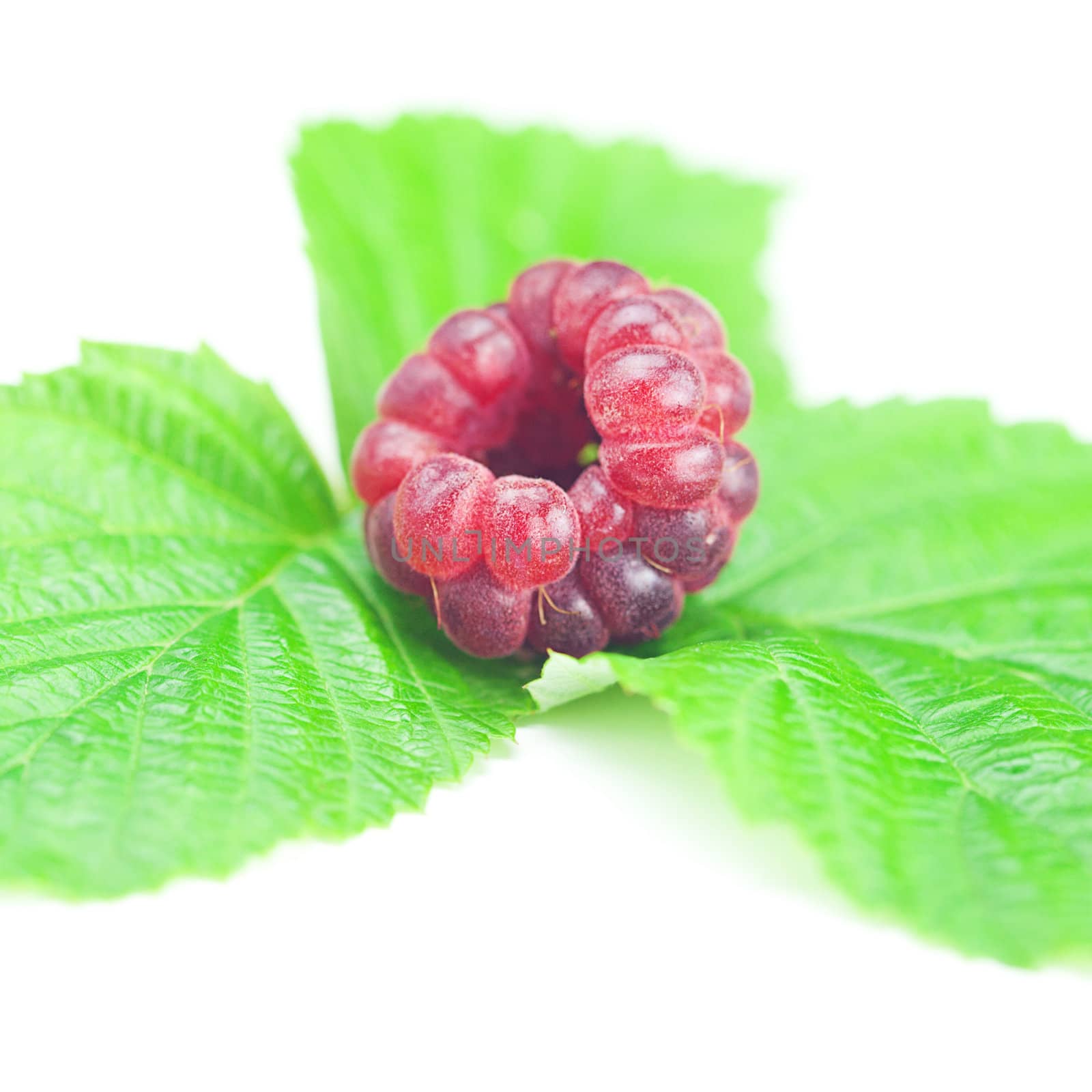 Raspberries and green leaves on white background