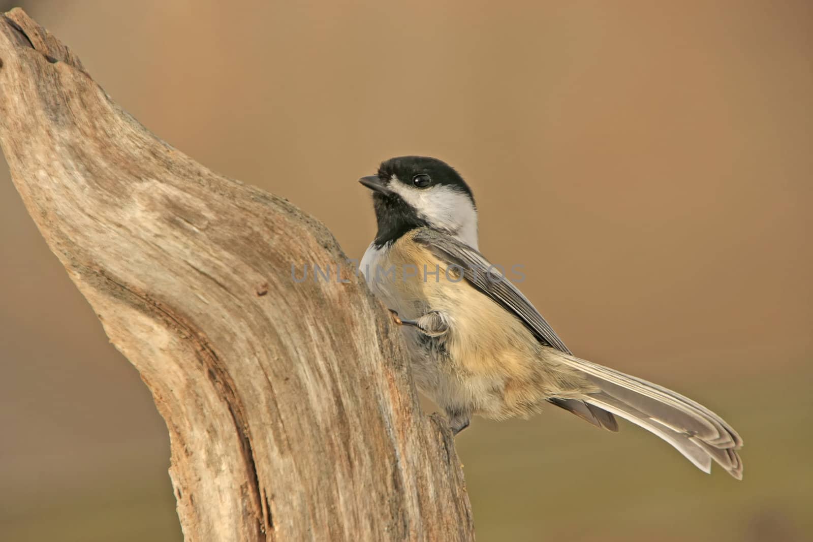 Black-capped Chickadee (Poecile atricapillus)