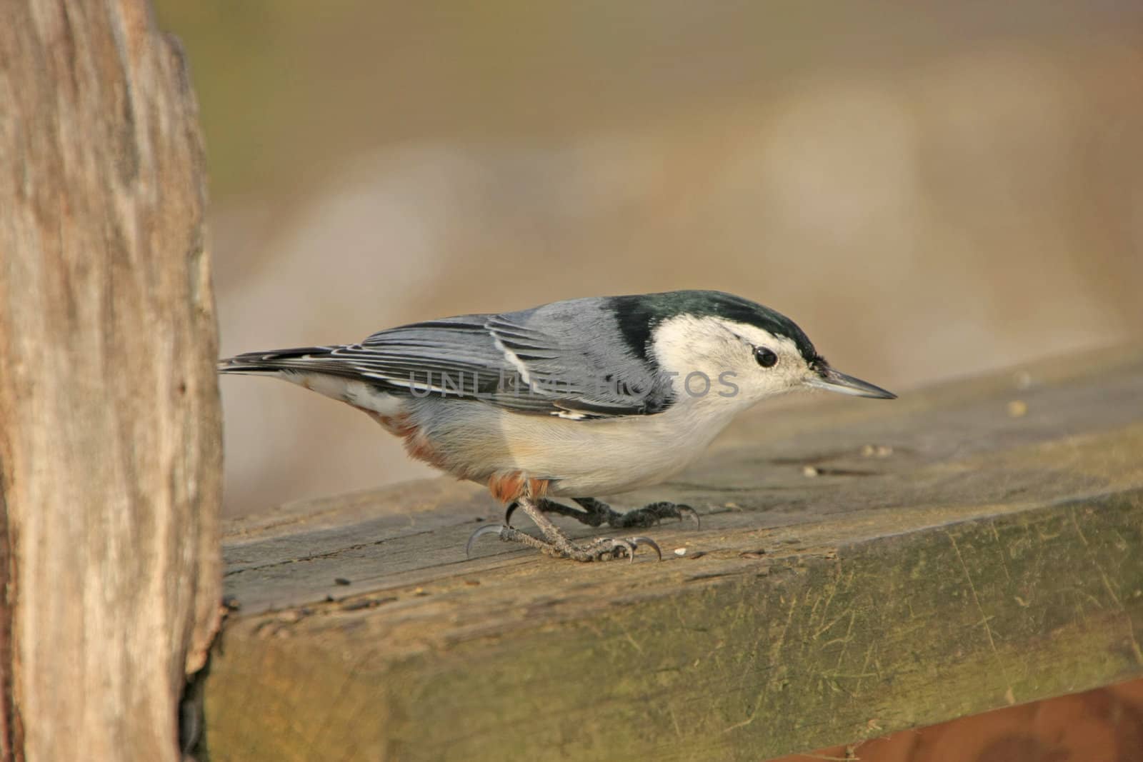 White-breasted Nuthatch (Sitta carolinensis)