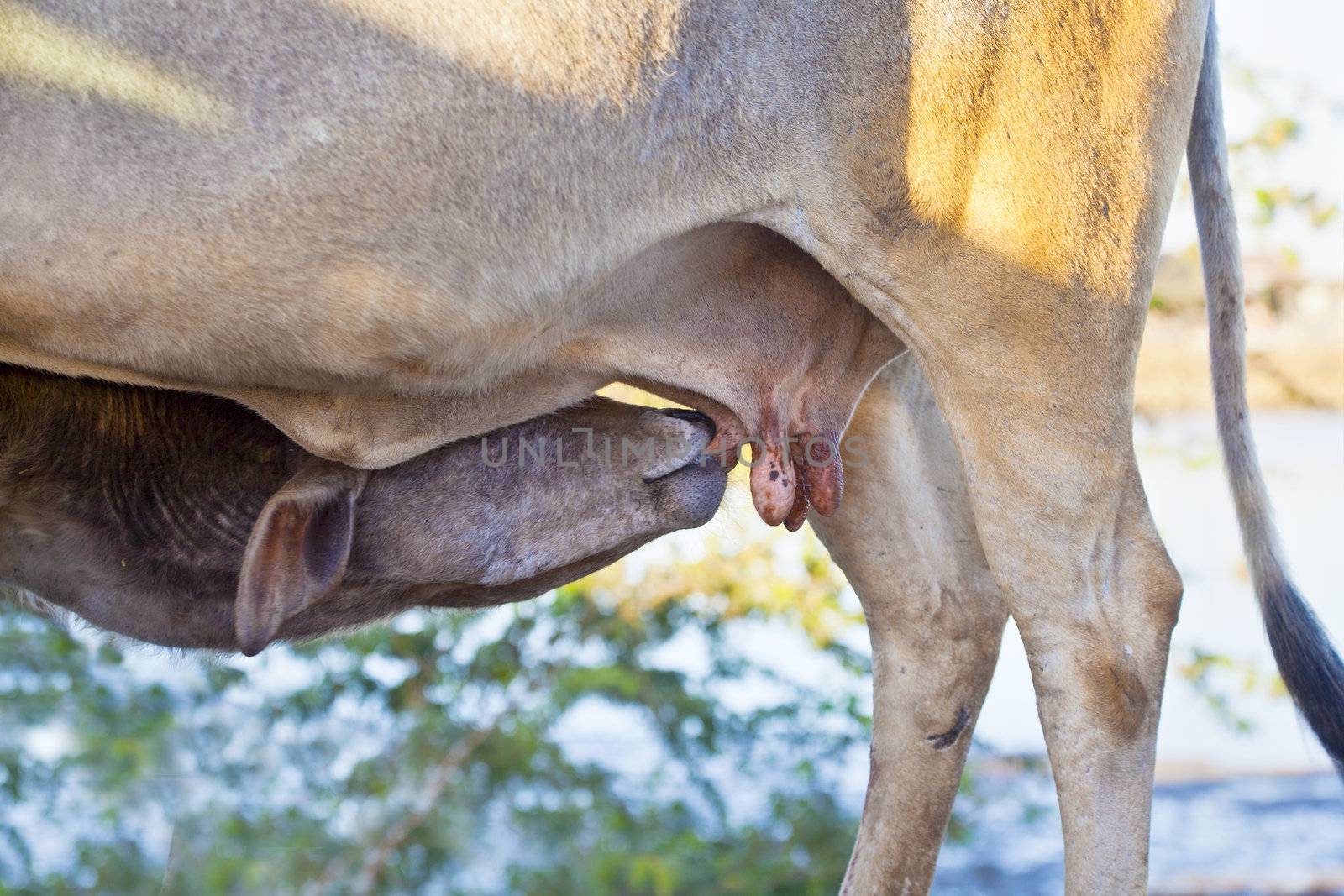 Landscape of a calf at feed time with its mother. Generic shot, location, Gujarat, India