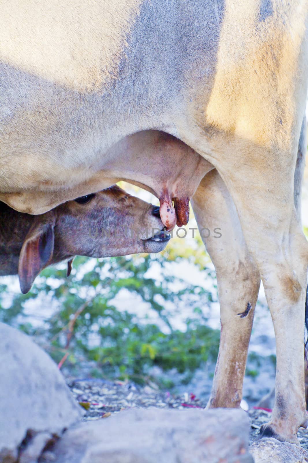 Generic vertical of a calf being fed by its mother. Shot location was near Dwarka, Gujarat, India