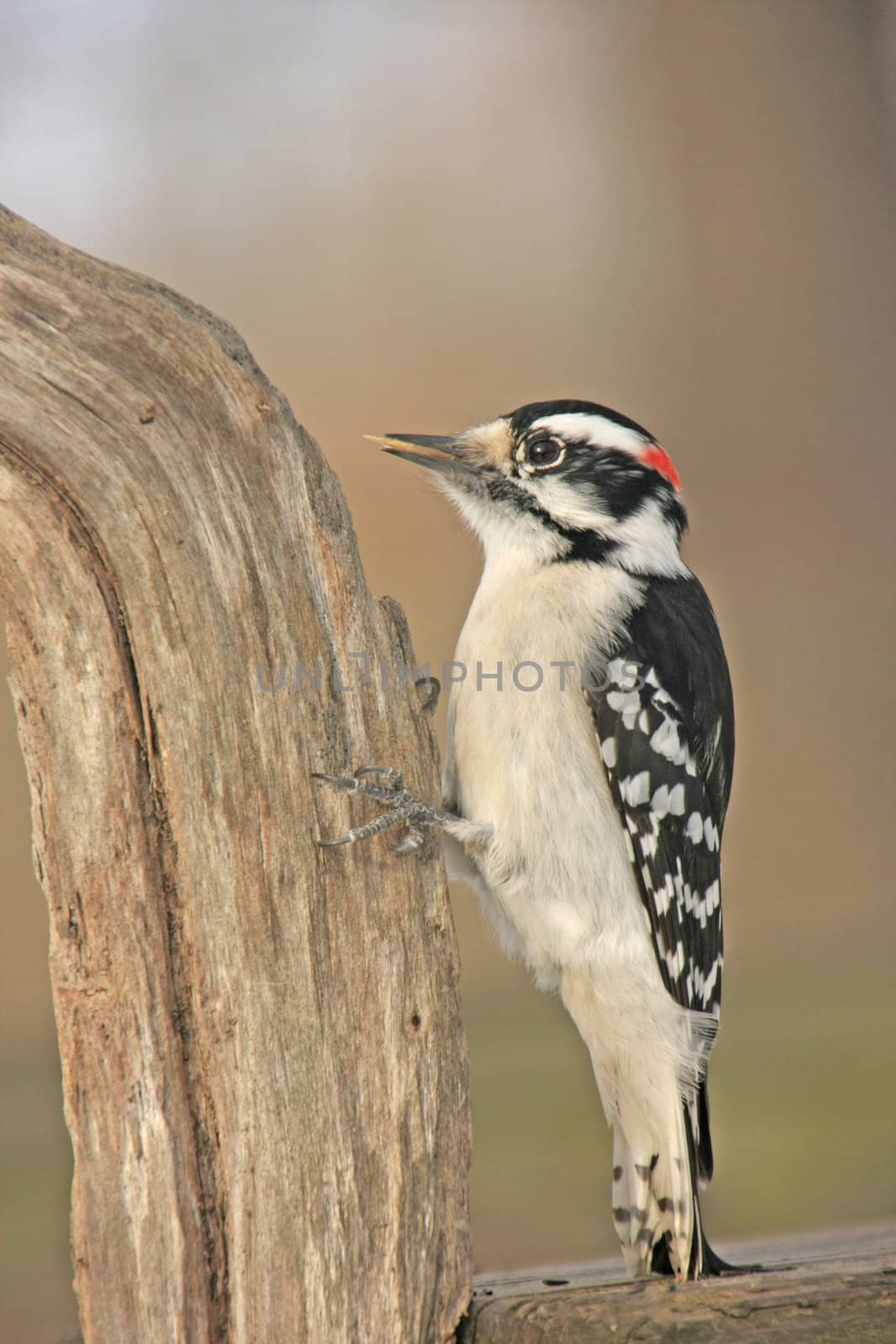 Downy Woodpecker (Picoides pubescens) male by donya_nedomam