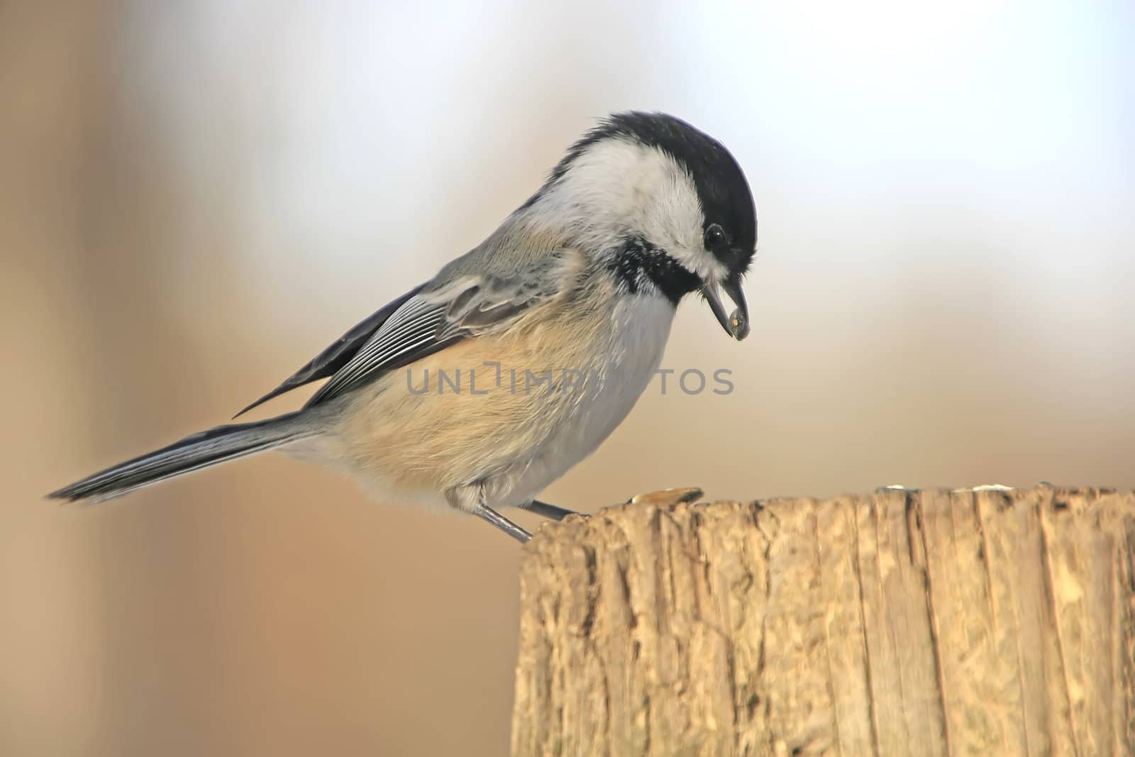 Black-capped Chickadee (Poecile atricapillus)