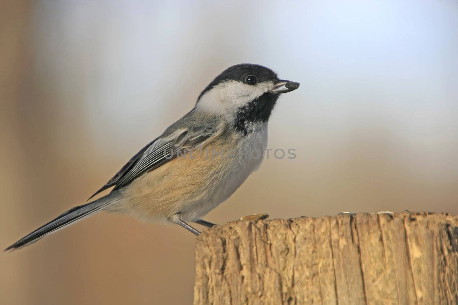 Black-capped Chickadee (Poecile atricapillus)