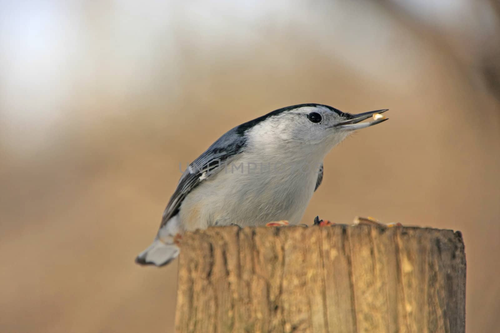 White-breasted Nuthatch (Sitta carolinensis)