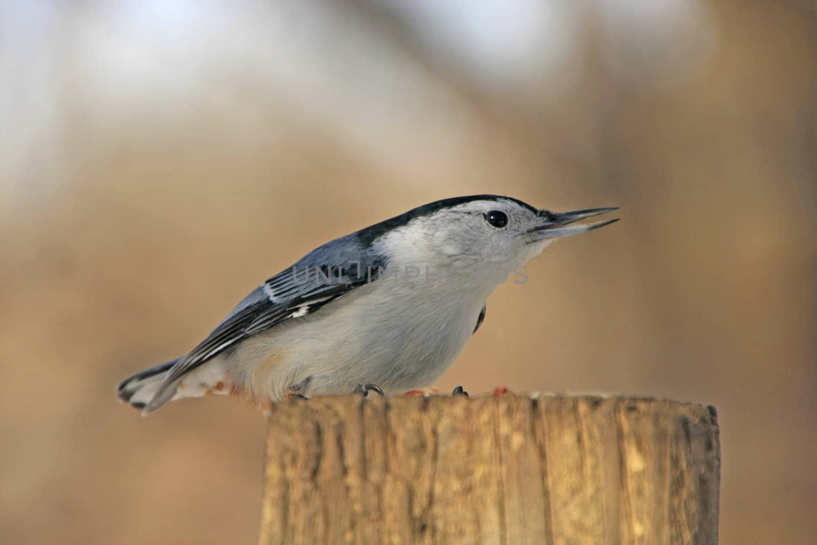 White-breasted Nuthatch (Sitta carolinensis)