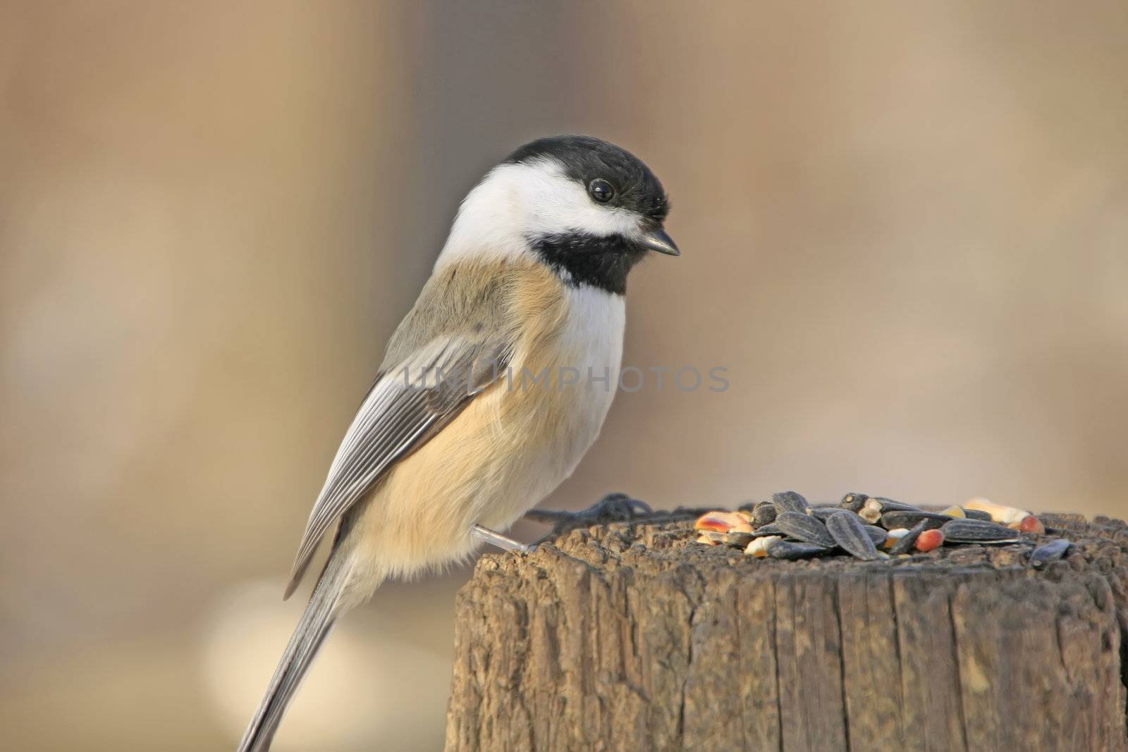 Black-capped Chickadee (Poecile atricapillus)