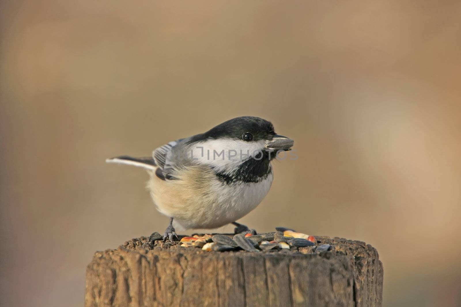 Black-capped Chickadee (Poecile atricapillus)