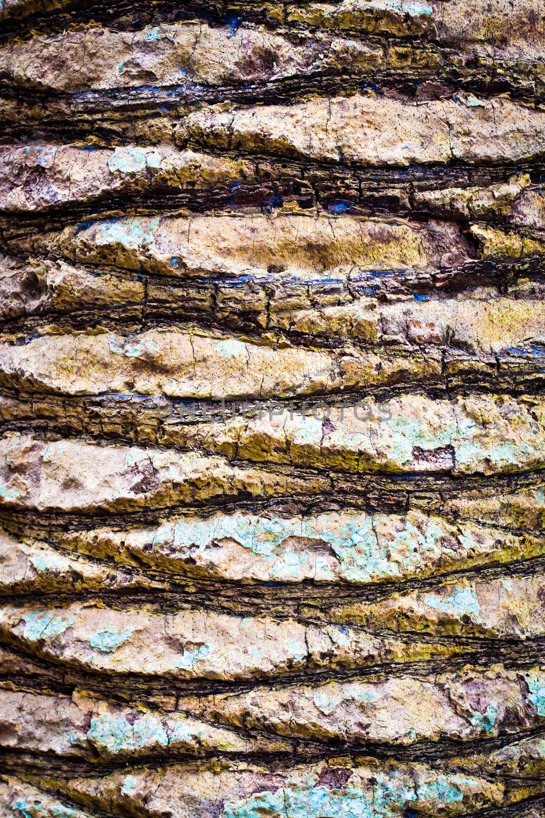 Intricate tree bark pattern as a textured background