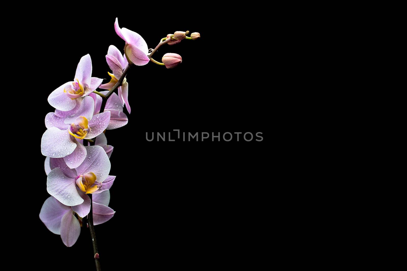 beautiful pink orchid on white background