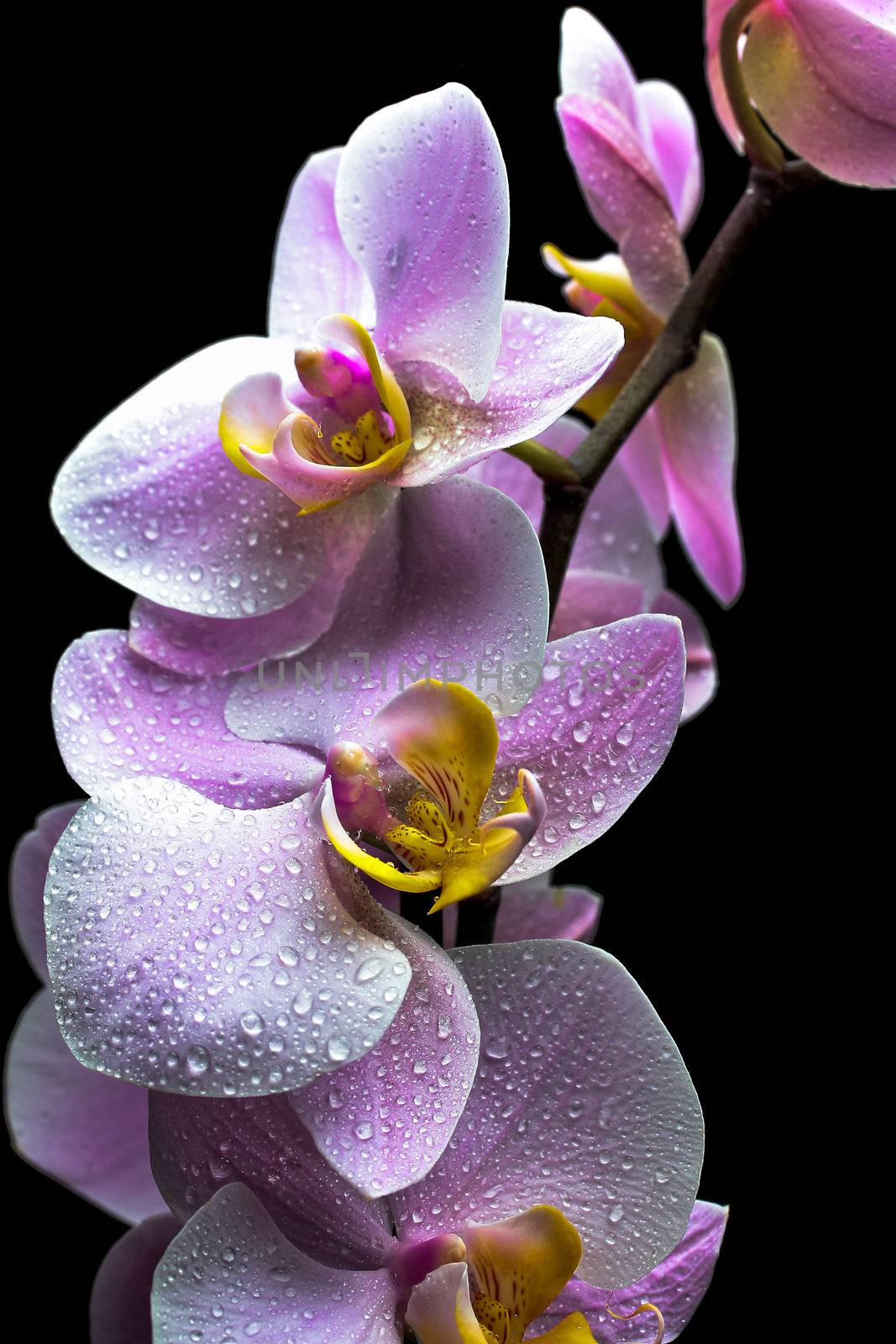 orchid by maxg71