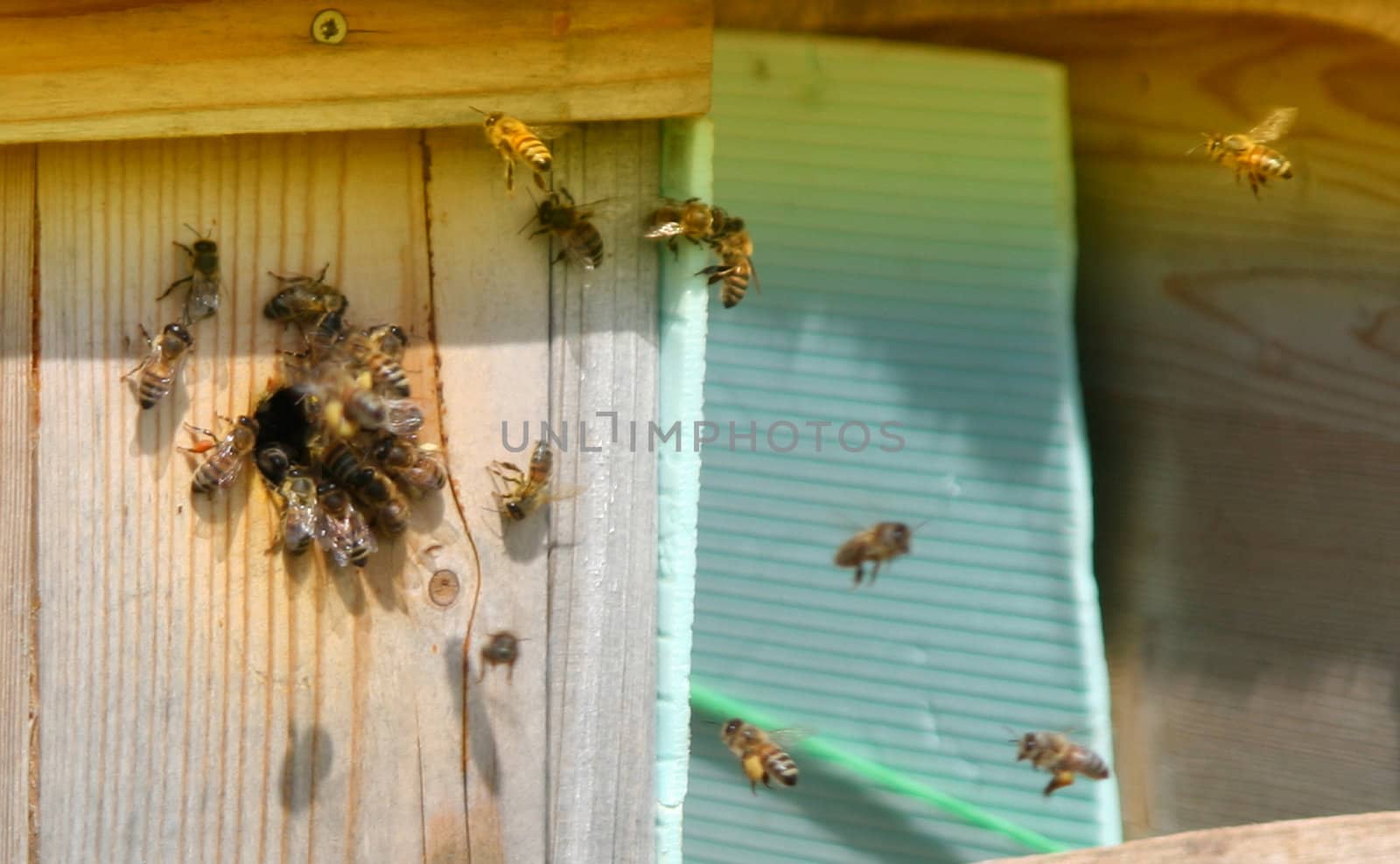 Bee, swarm, rural, risk, pollination, pollen, nectar, maintenance, lavoro, ispezionare, house, honey, hive, garden, food, farm, ecological, care, box, beekeeper, beehive, apiculture, apiary, api, all'aperto, agriculture, activity,