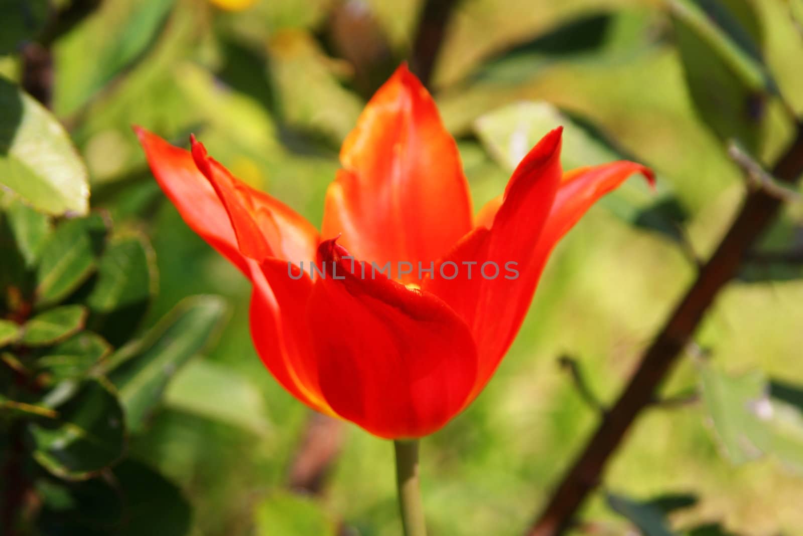 red flower, Wildflower, Wild springtime season,meadow, plant park, Outdoor, Nature, lush, leaf, meadow, blossom, blooming, growing, green, grass, garden fresh flowers, flowerbed, flower, floral, wildflower, grass, environment, colorful,