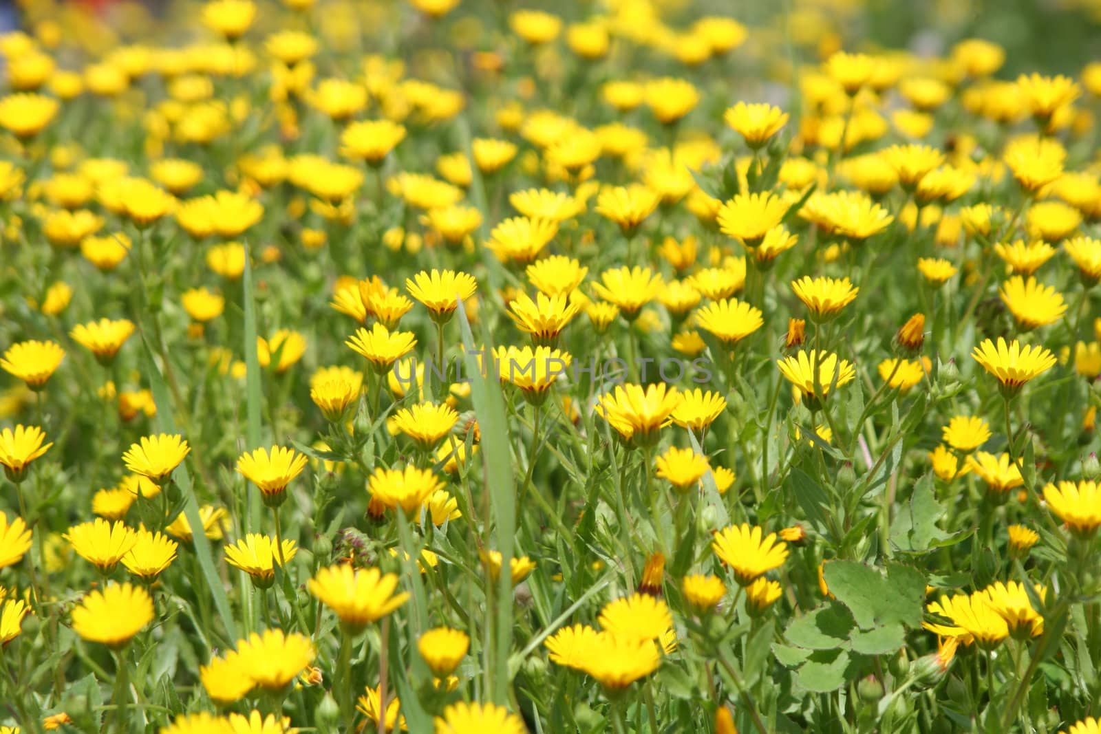 yellow flowers, Wildflower, Wild springtime season,meadow, plant park, Outdoor, Nature, lush, leaf, meadow, blossom, blooming, growing, green, grass, garden fresh flowers, flowerbed, flower, floral, wildflower, grass, environment, colorful,