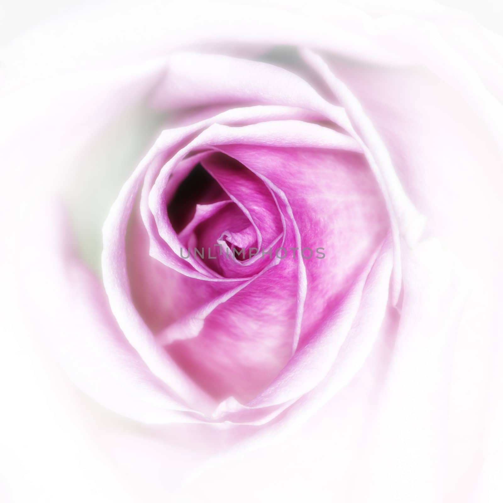 pink rose by vwalakte