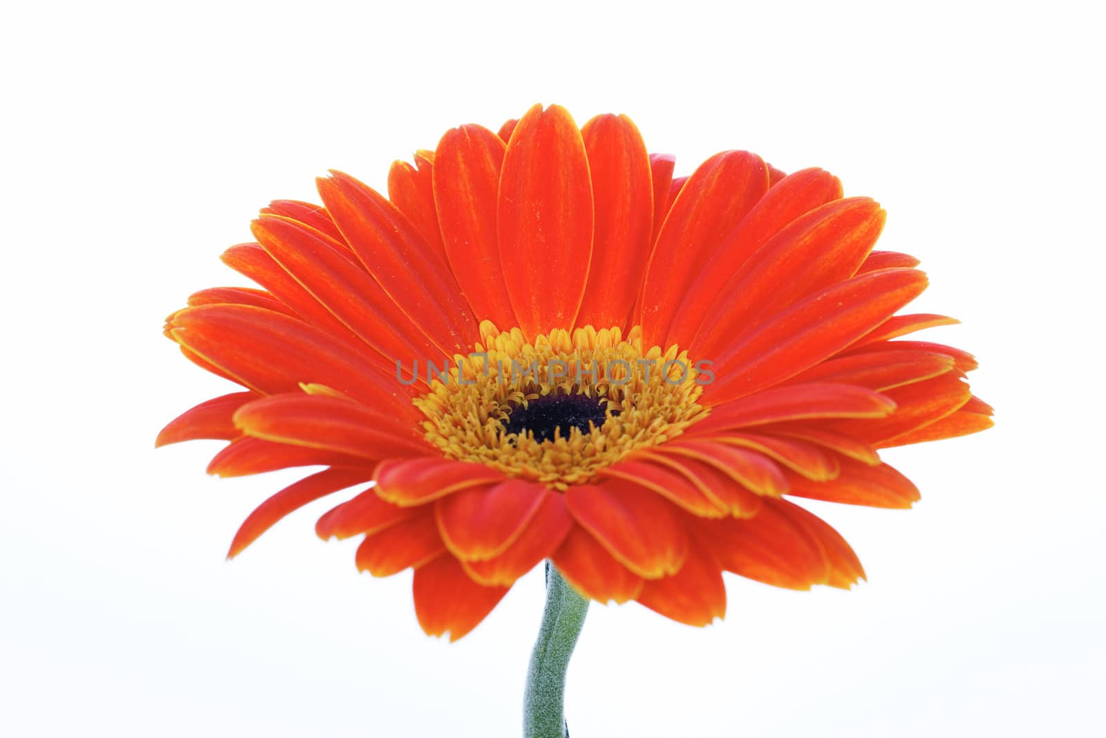 beautiful orange gerbera isolated on white 