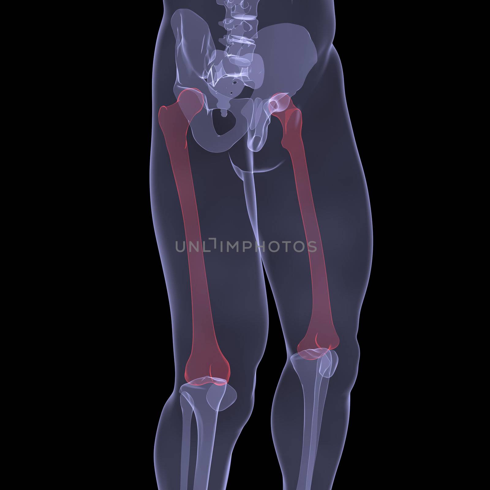 X-ray of human legs. Render on a black background