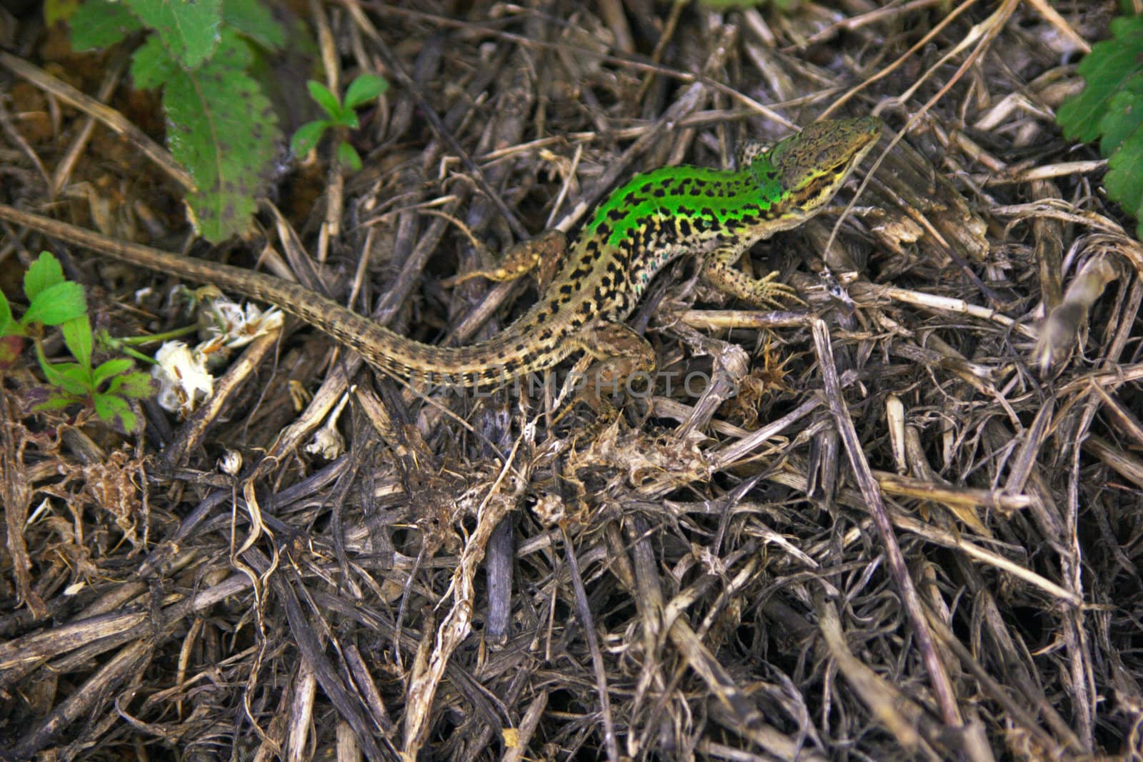 Lizard by charlieisland