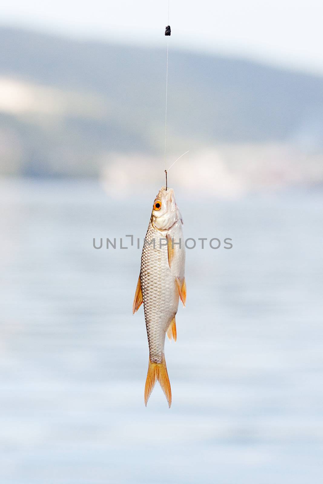 fish hanging on a hook on a background of water