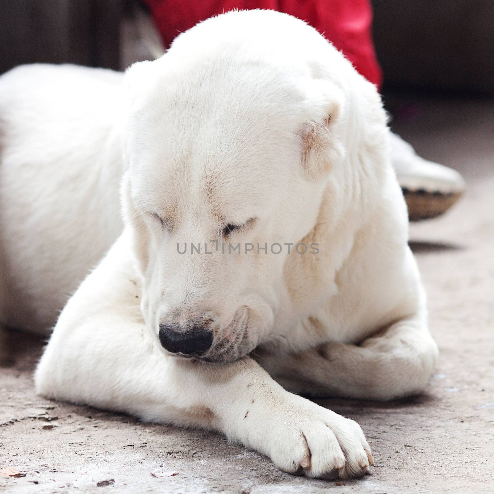 Portrait of a big white dog Alabai by jannyjus
