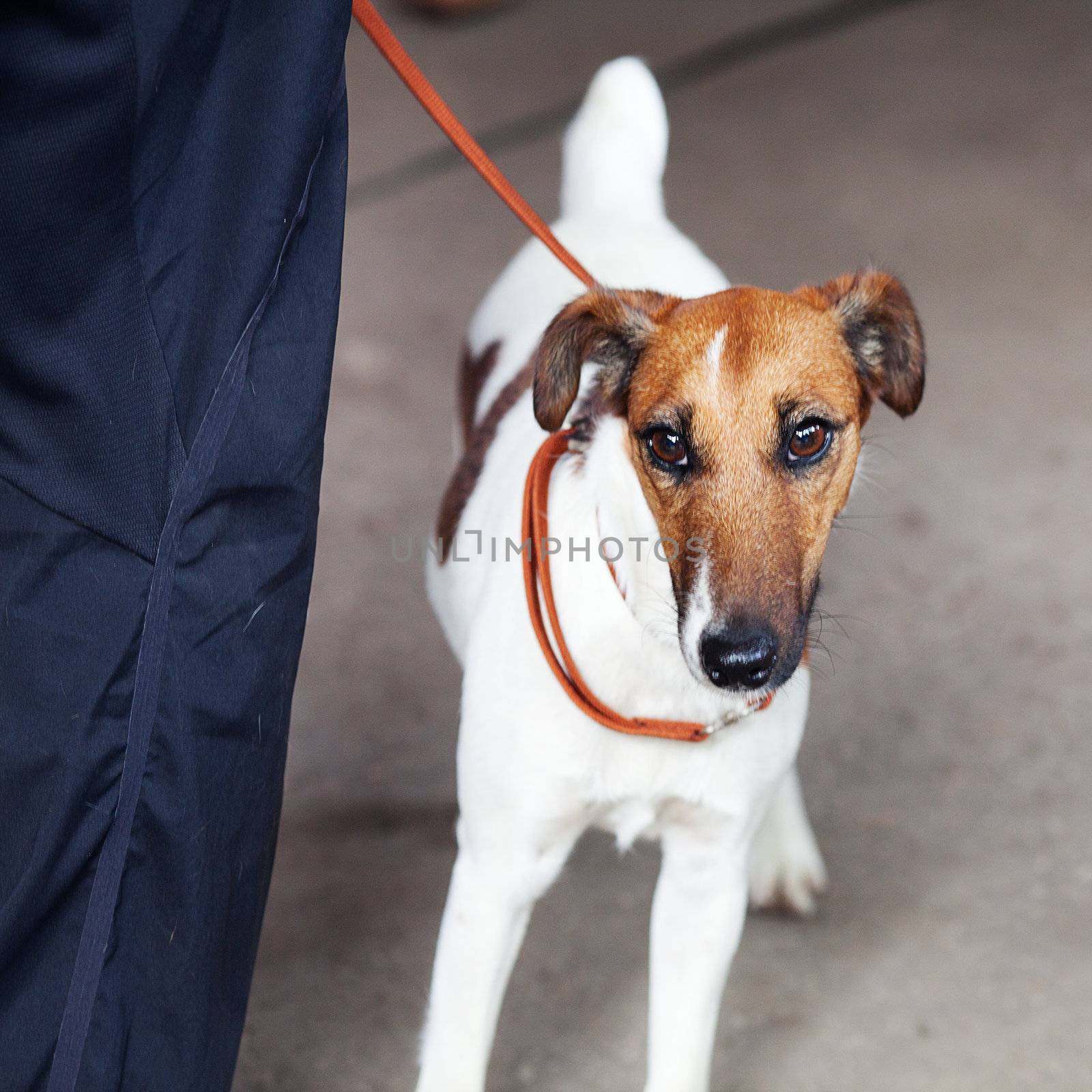 Parson Terrier portrait standing near to the owner by jannyjus