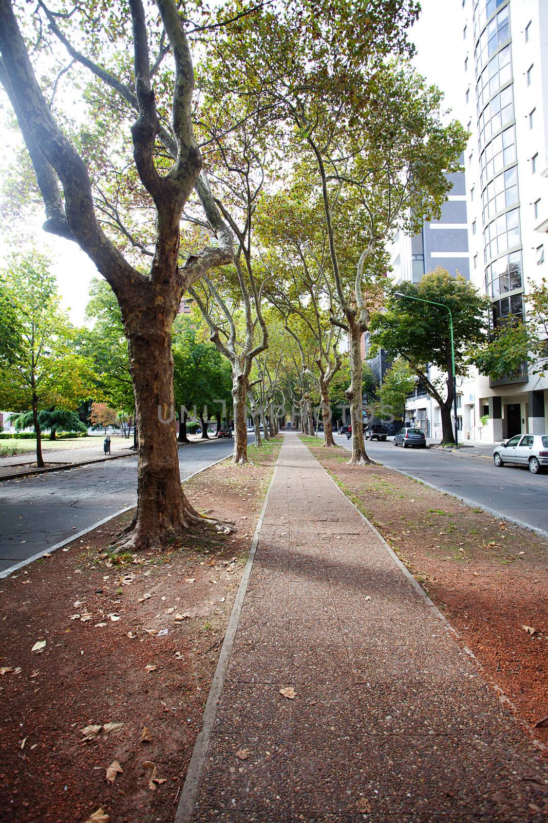 beautiful avenue of plane trees