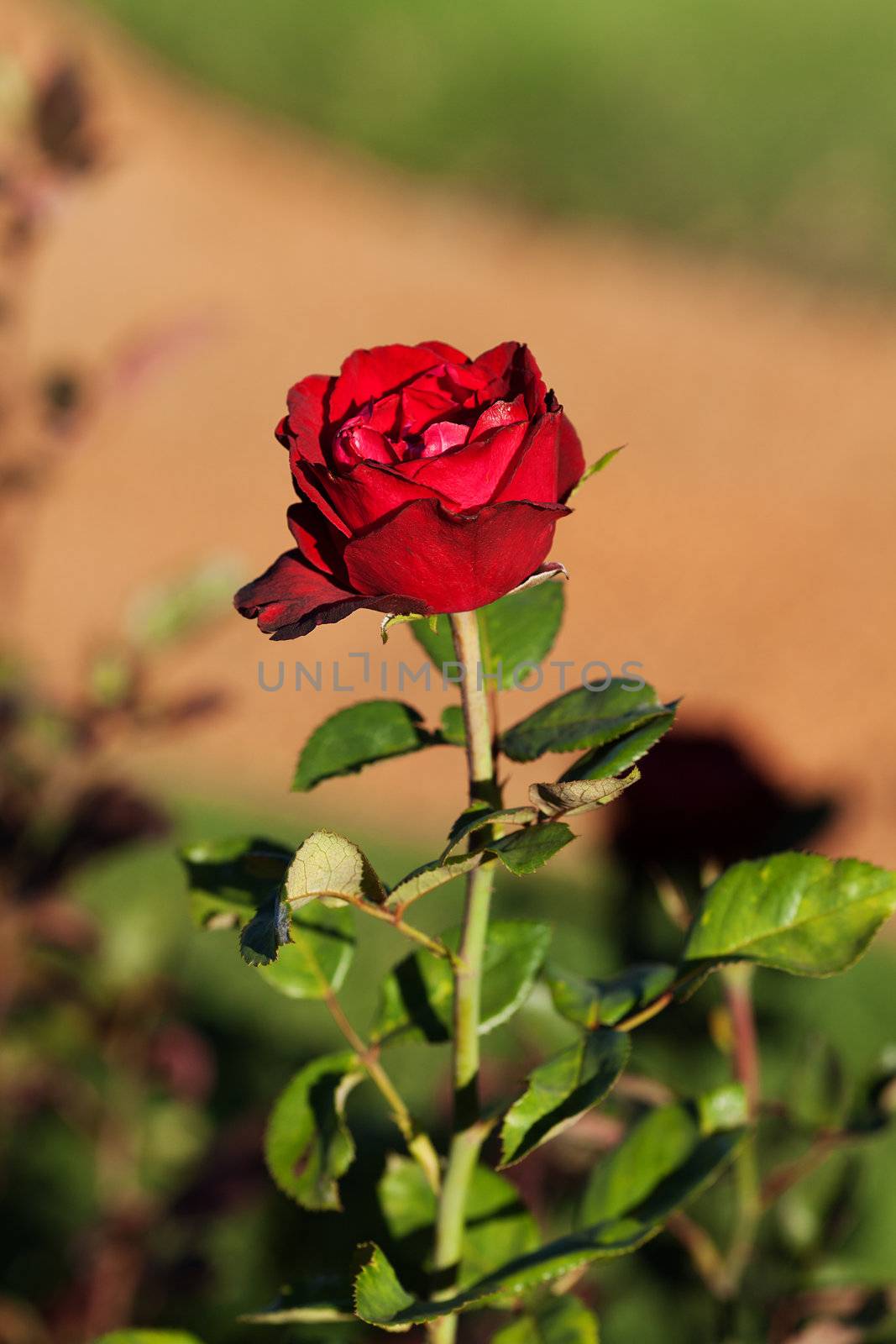 background of beautiful roses in the garden by jannyjus