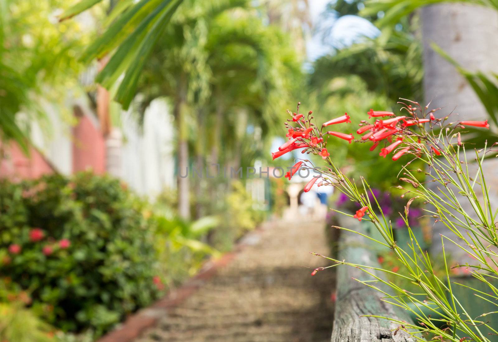 Ninety nine steps framed by red flower blossom in Charlotte Amalie St Thomas
