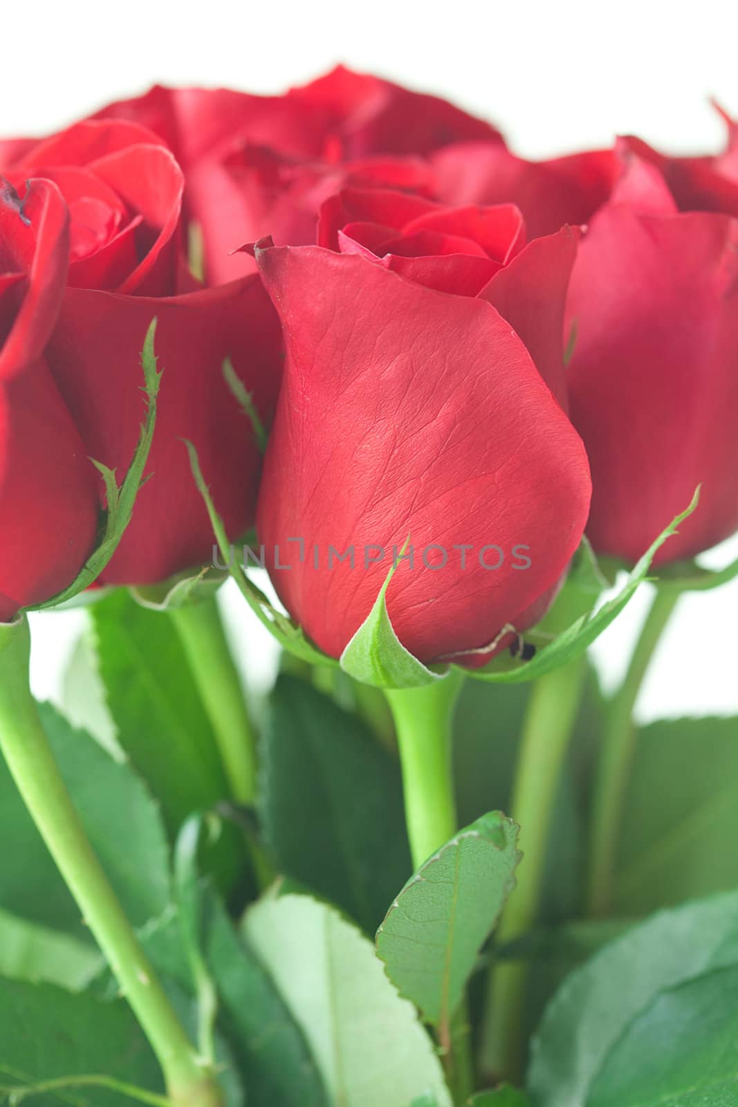 beautiful bouquet of red roses isolated on white by jannyjus