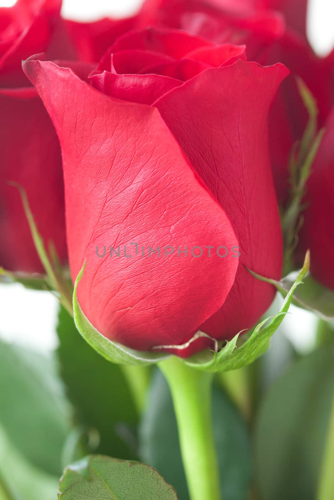 beautiful bouquet of red roses isolated on white by jannyjus