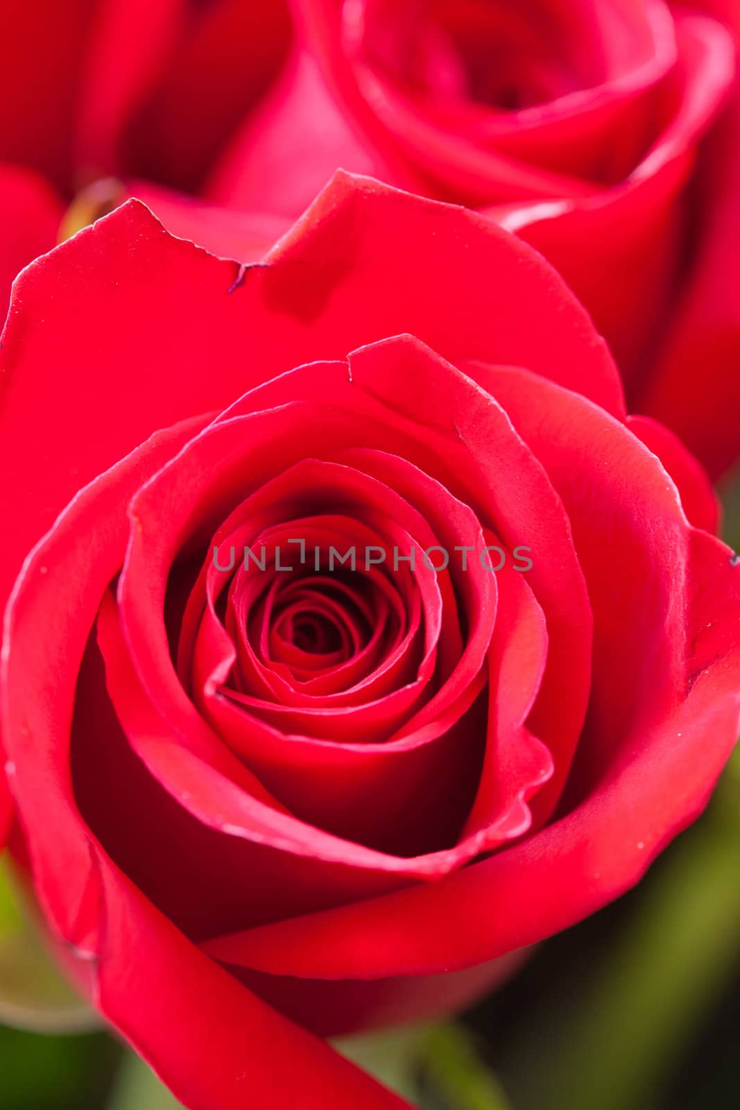background of a beautiful bouquet of red roses by jannyjus