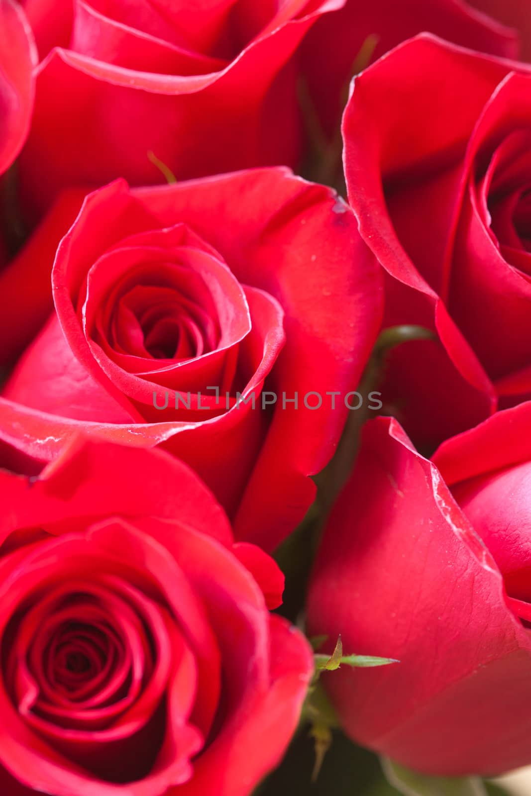 background of a beautiful bouquet of red roses