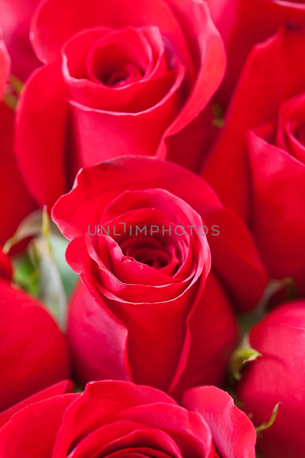 background of a beautiful bouquet of red roses by jannyjus