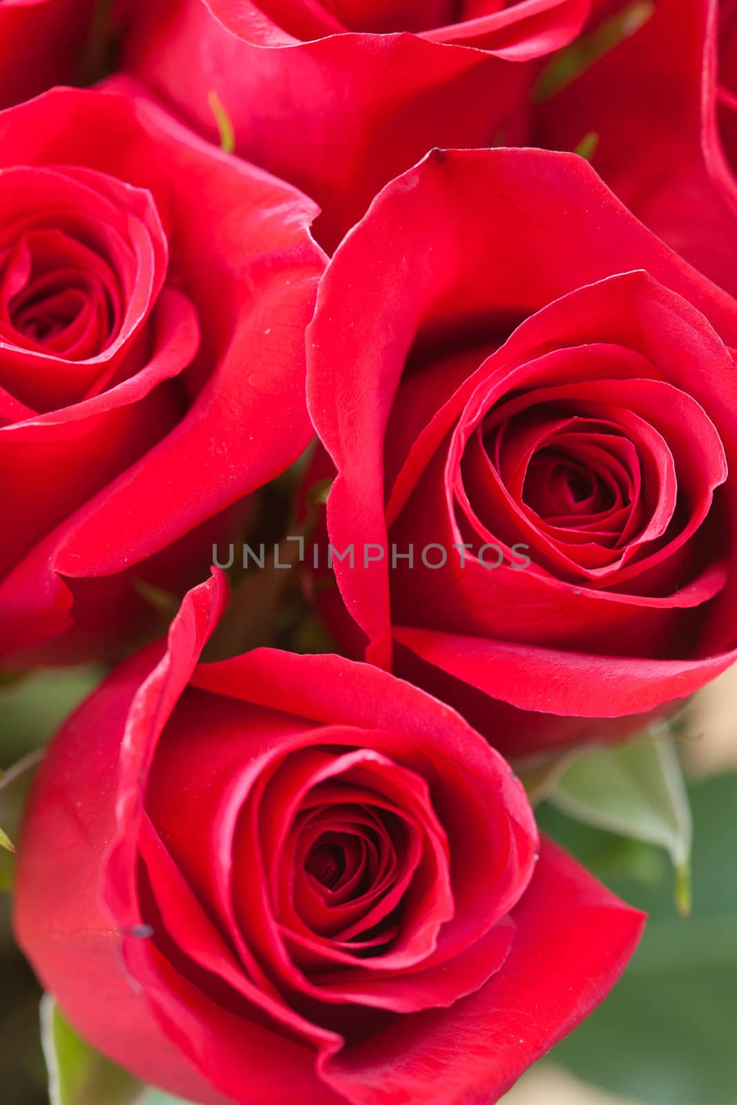 background of a beautiful bouquet of red roses