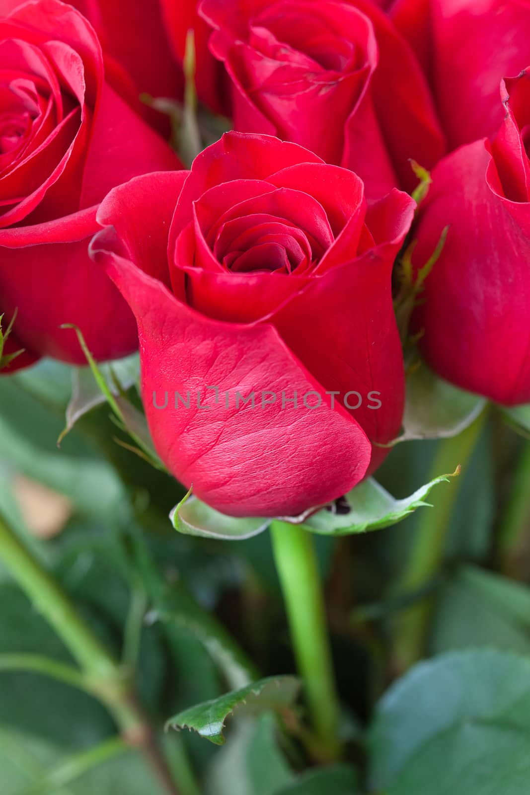 background of a beautiful bouquet of red roses by jannyjus