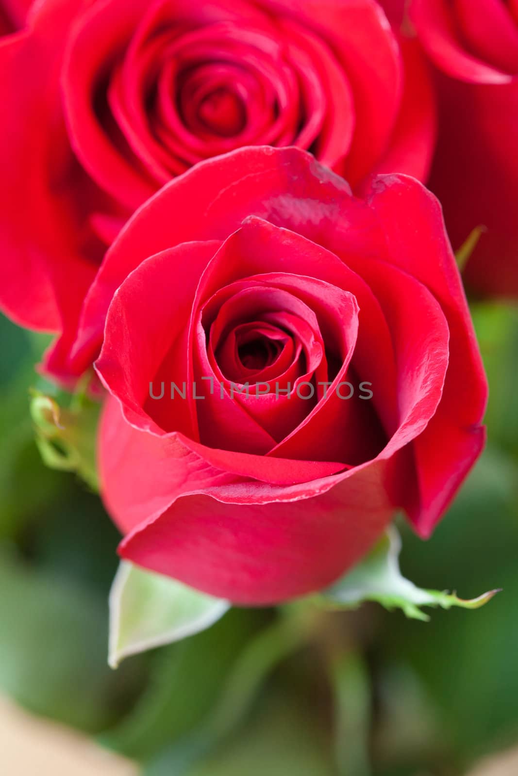 background of a beautiful bouquet of red roses