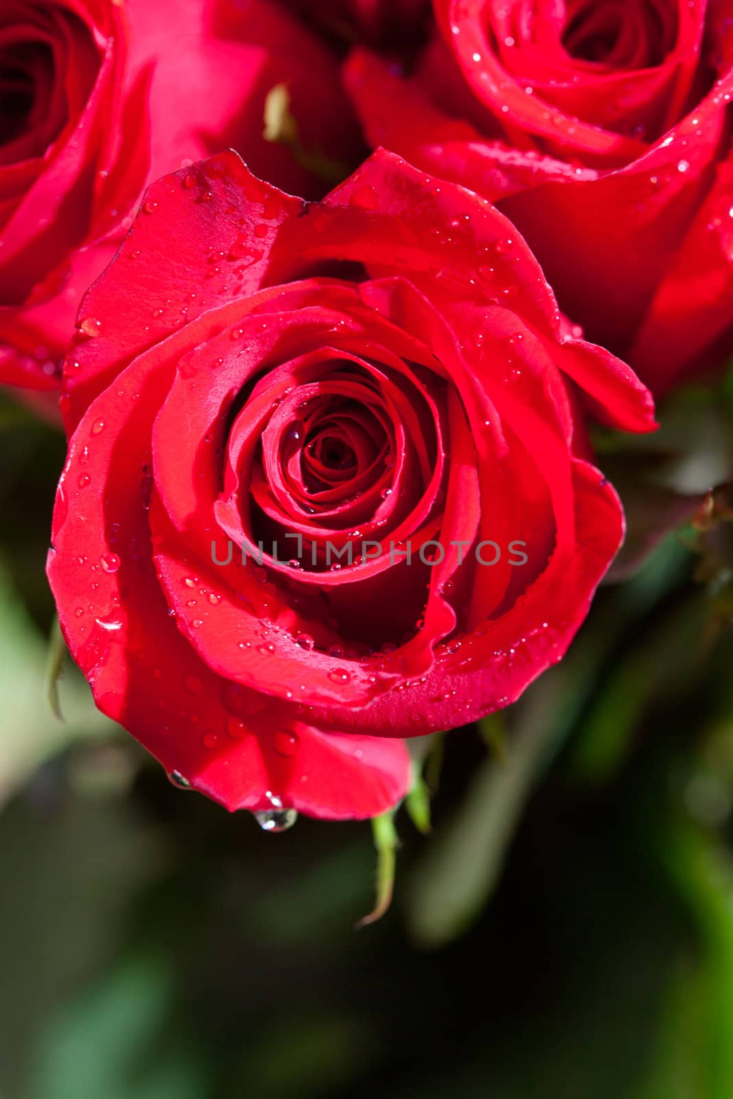 beautiful bouquet of red roses with water drops by jannyjus
