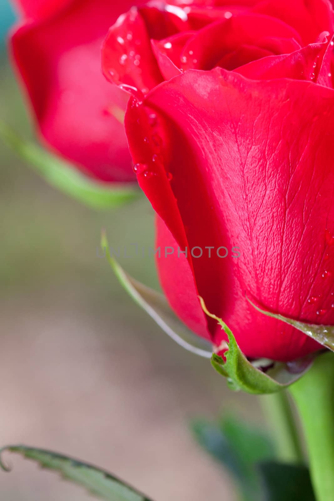 beautiful bouquet of red roses with water drops