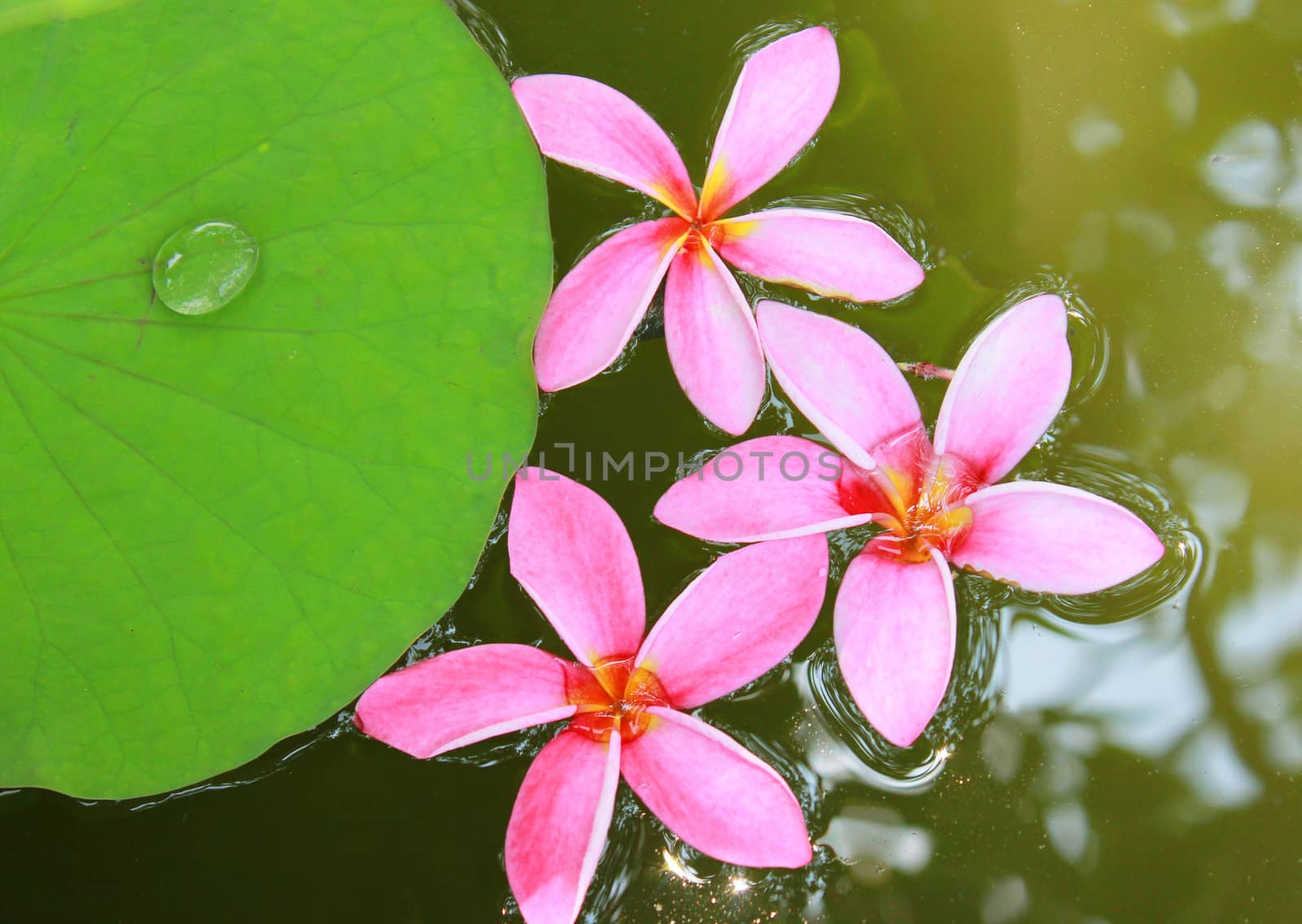 Pink frangipani flowers on water with lotus leaf