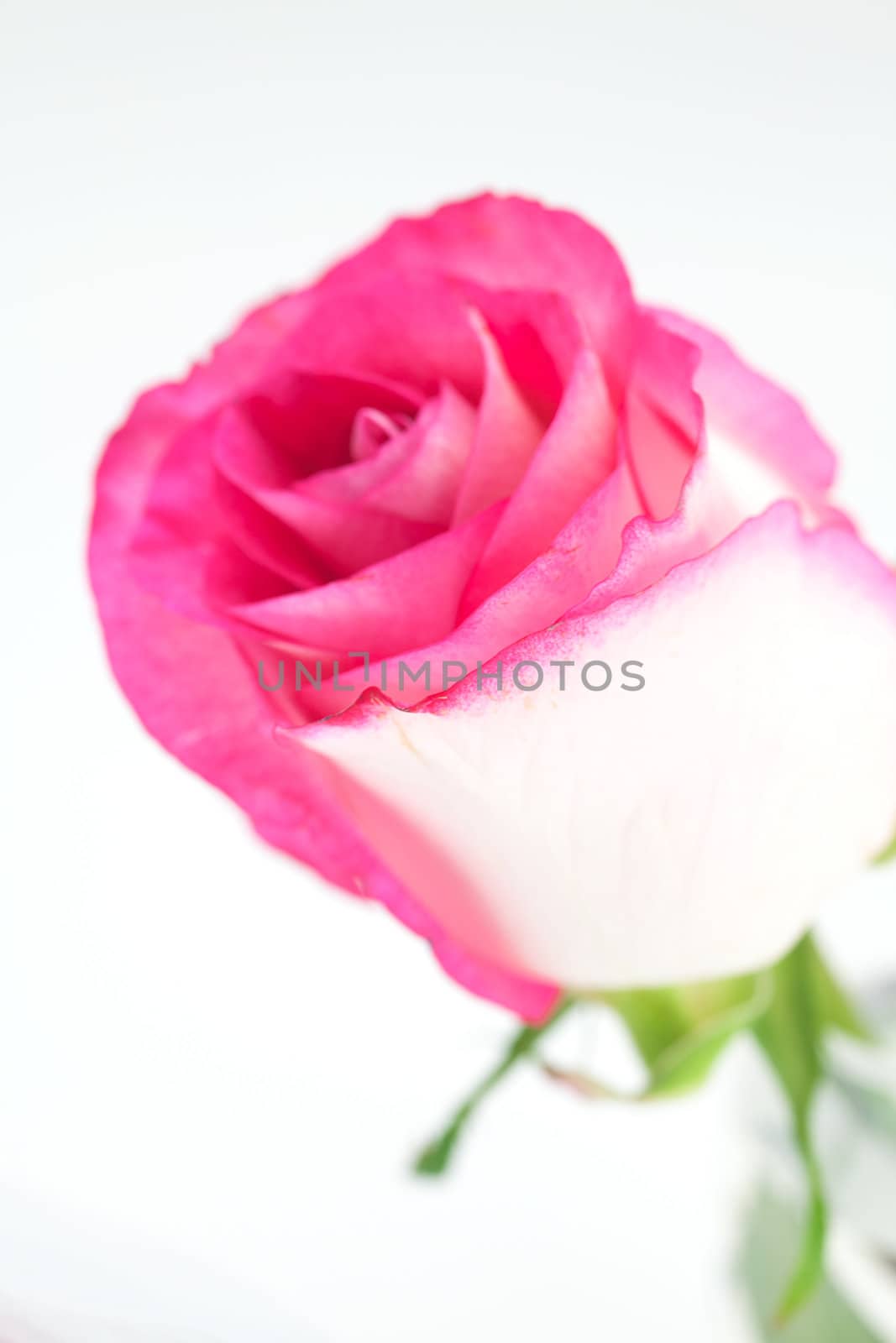 pink rose isolated on white