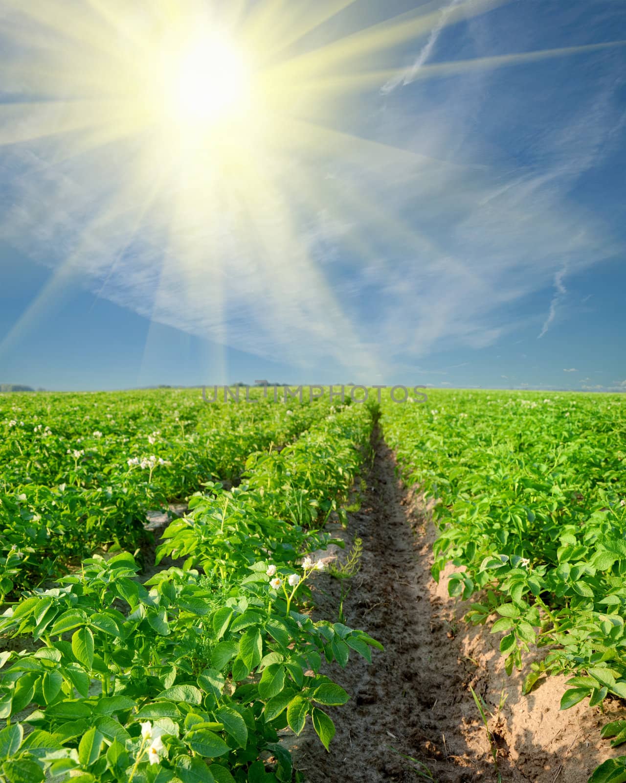 potato field on a sunset under blue sky landscape