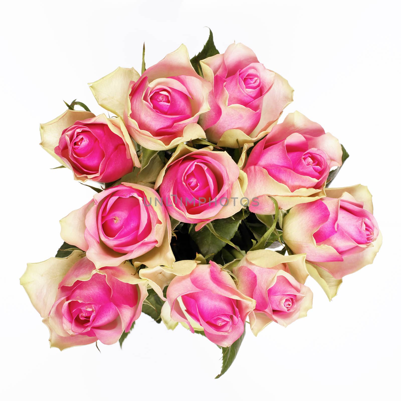 Bunch of pink roses isolated on white 